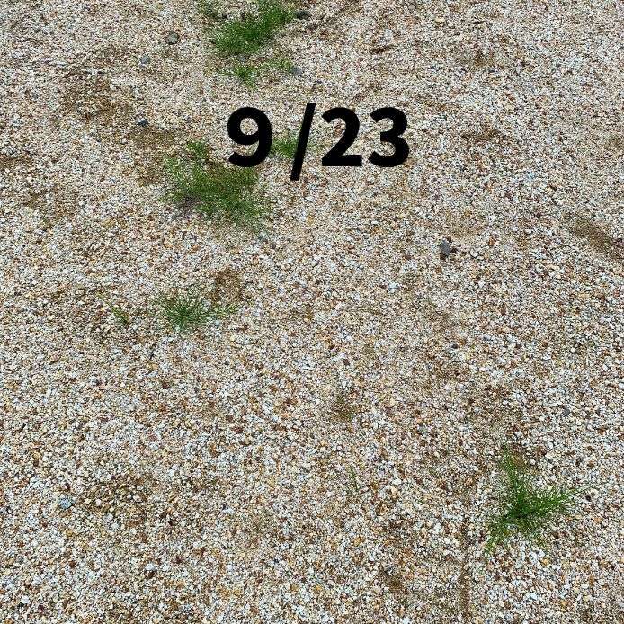 9月23日庭の一部のみに生えた雑草